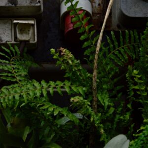 DSC_0515 (1)