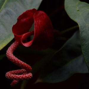 DSC_0518 (1)