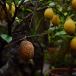 DSC_0574 (1)