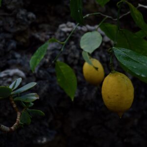 DSC_0808 (1)